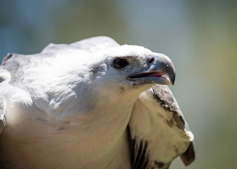 white belly sea eagle