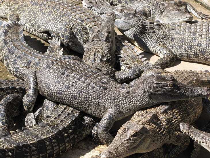 Crocodylus Park - small salties