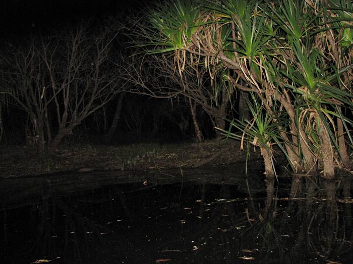 Muirella Campground - Kakadu at Night