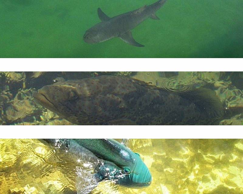 Denham - Ocean Park Aquarium​