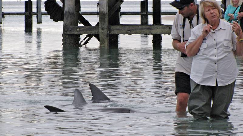 Monkey Mia - bottlenose dolphin show