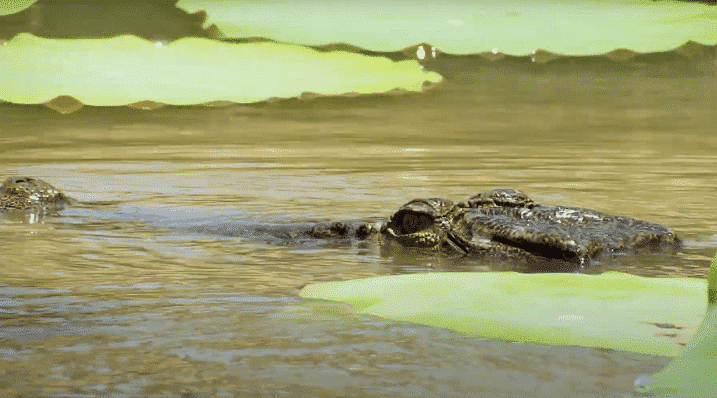 Aussie Animals - Saltwater Crocodile