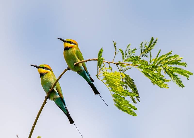 Rainbow Bee Eater pair