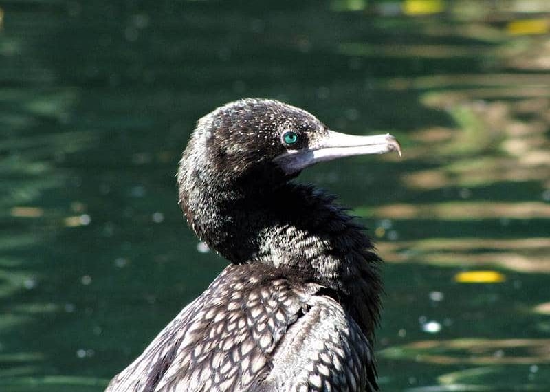 Little Black Cormorant