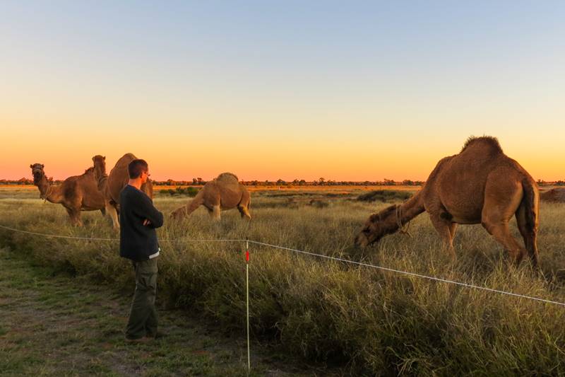 We met a man traveling with 3 camels and wagon through Australian Outback!