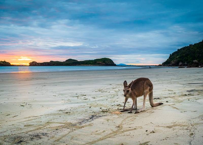 Cape Hillsborough - meet kangaroos on the beach