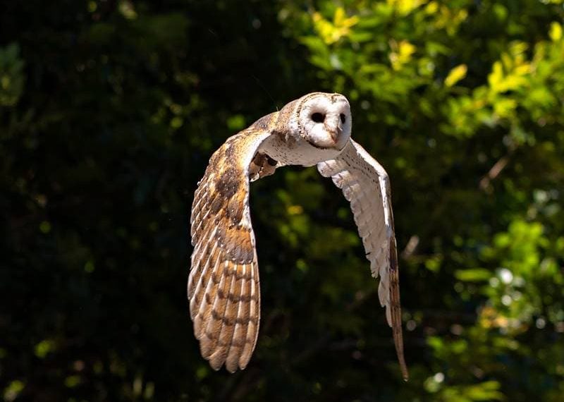Eastern Barn Owl