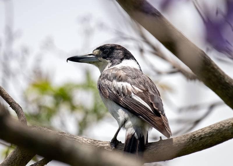 grey-butcherbird