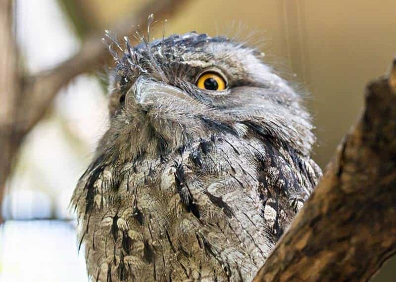 Tawny Frogmouth