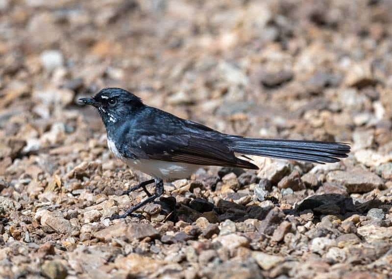 Willie Wagtail