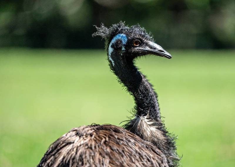 Australian Emu