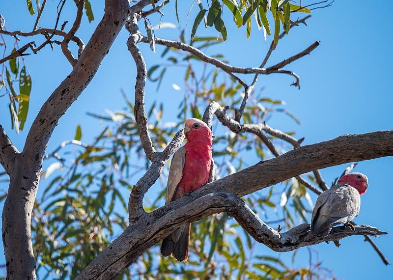 Galah Pair