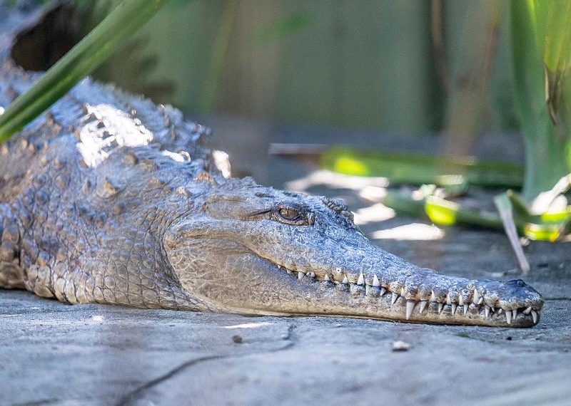 freshwater-crocodile