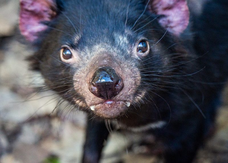 tasmanian-devil-closeup