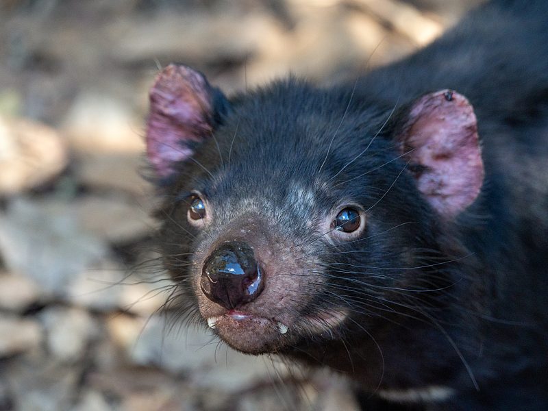 tasmanian-devil