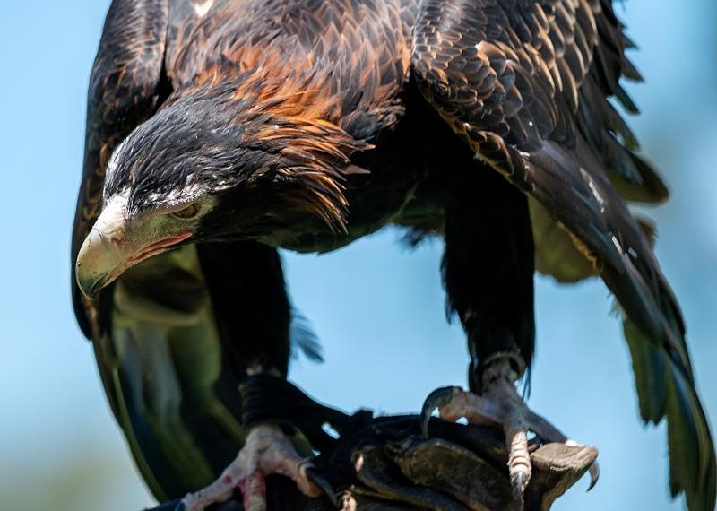wedge-tailed-eagle