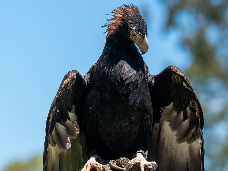 wedge-tailed-eagle-sitting